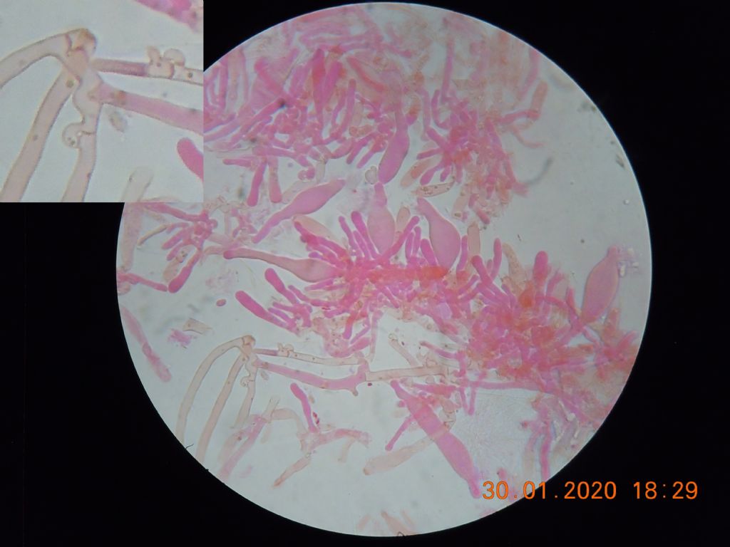 Sur Stereum (Intextomyces cystidiatus)